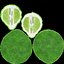 Bergamot Half