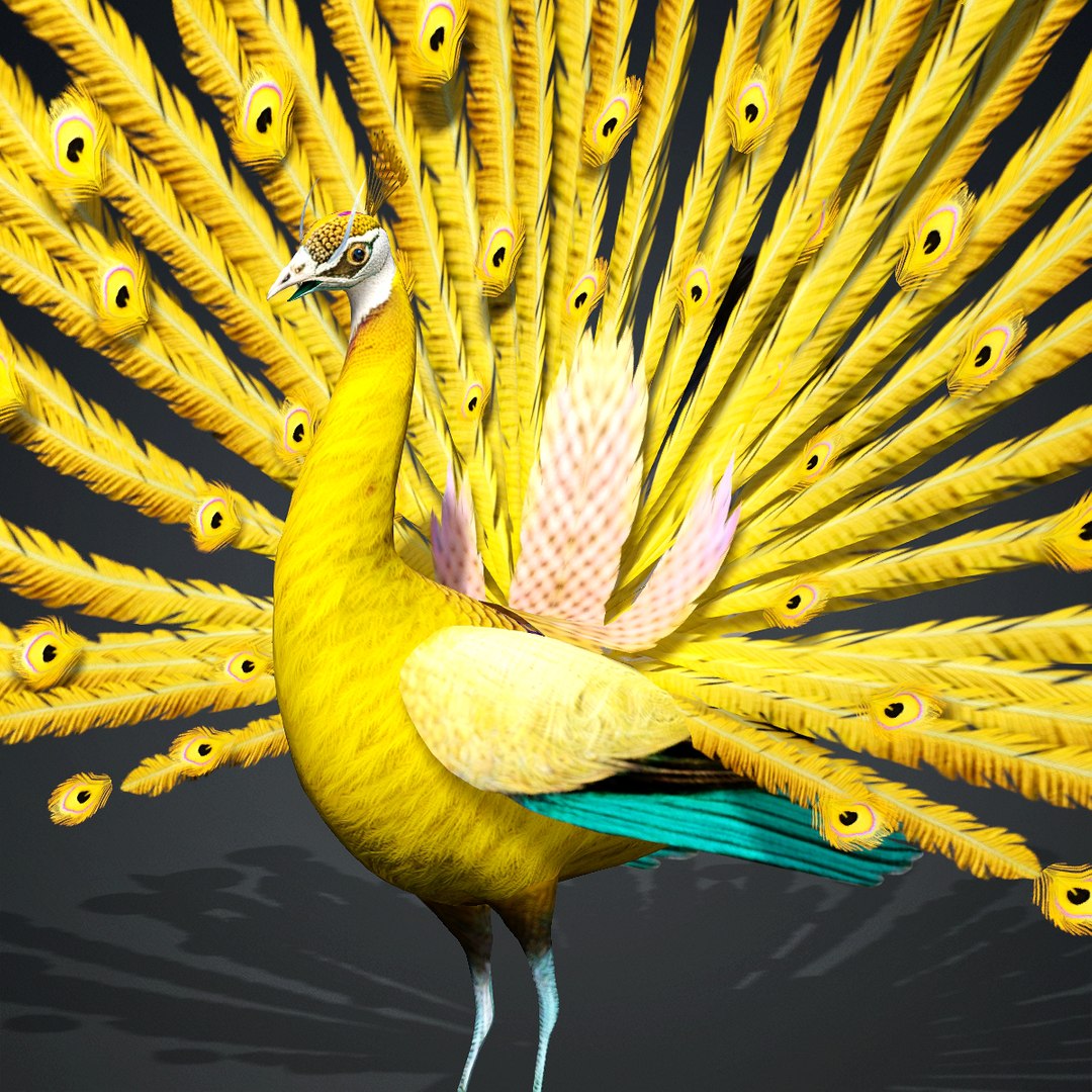 Peacock-A2 model https://p.turbosquid.com/ts-thumb/yN/MbzEI6/0X/a2/jpg/1758943926/1920x1080/fit_q87/19c86b2d3d0ef58e3cdbb78fa00d79c962a21c90/a2.jpg