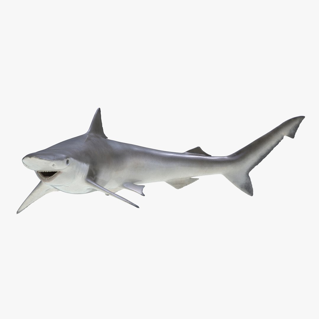 Spadenose Shark Pose 2 3D Model 3D model preview
