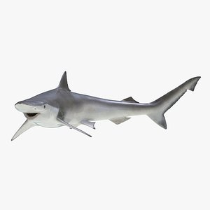 3d model spadenose shark pose 2