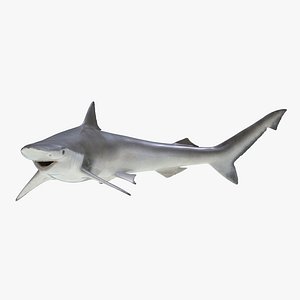 Spadenose Shark Pose 2 3D Model