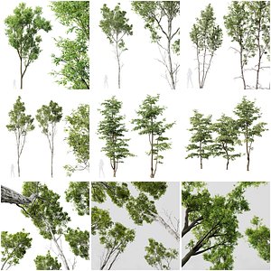6 Different SETS of Tree SET VOL11
