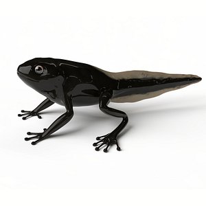 3D Frog Tadpole Toad