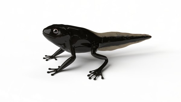 ③ アズマヒキガエル オタマジャクシ 40匹 赤系の両親