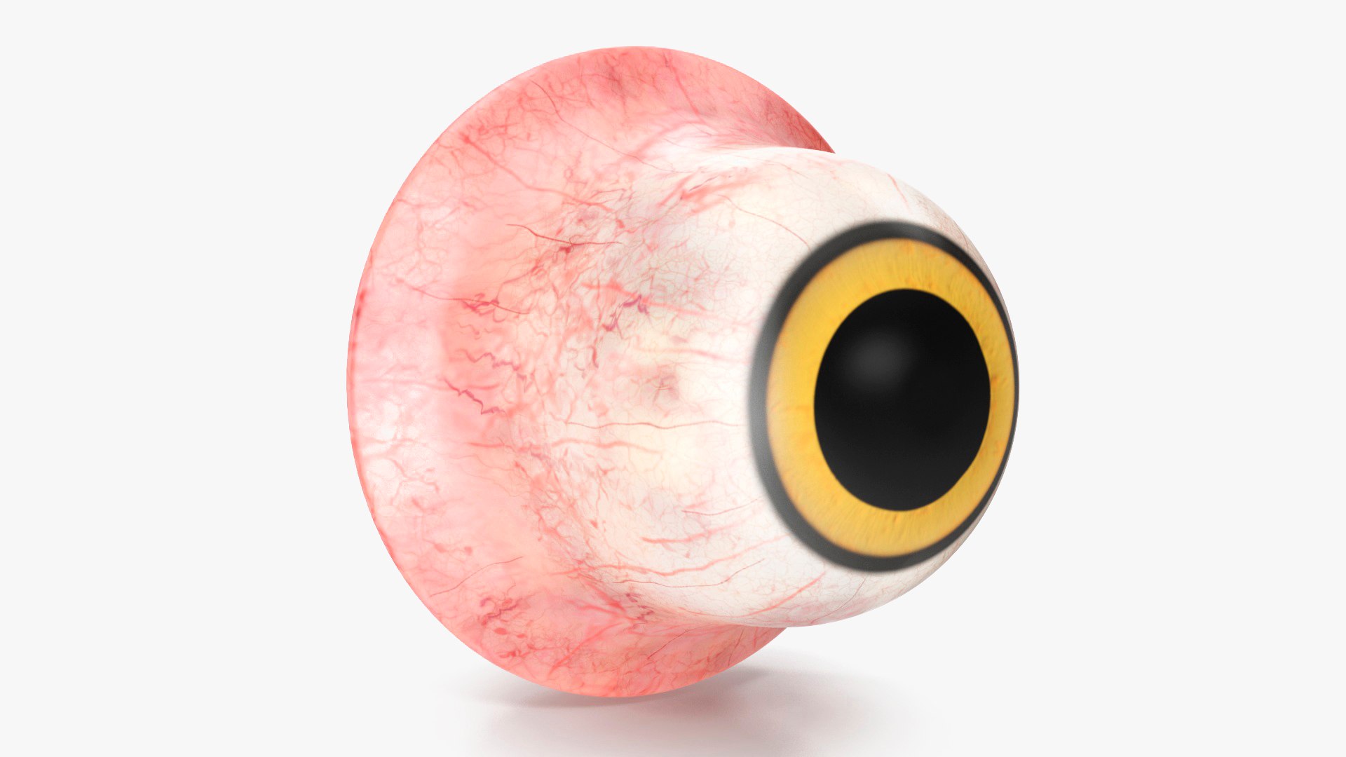 Realistic Owl Eye 3D model preview