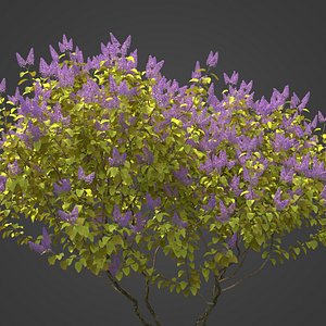 3D model 2021 PBR Common Lilac Collection - Syringa Vulgaris