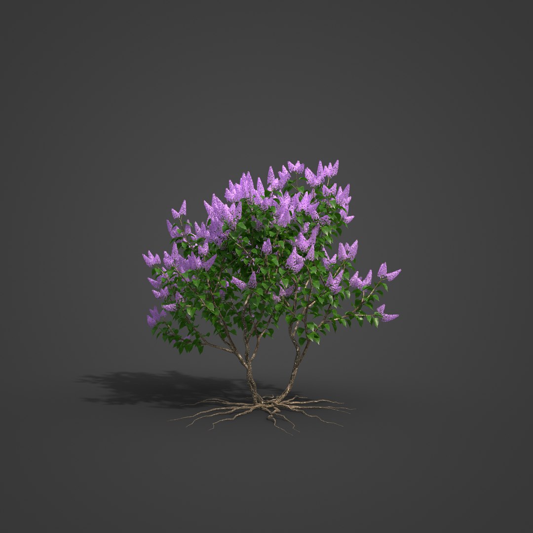 3D Model 2021 PBR Common Lilac Collection - Syringa Vulgaris ...