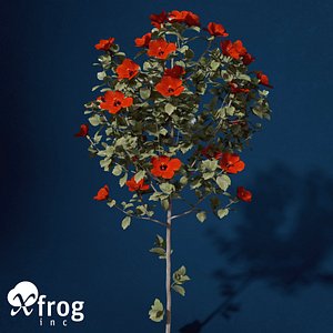 XfrogPlants Hibiscus