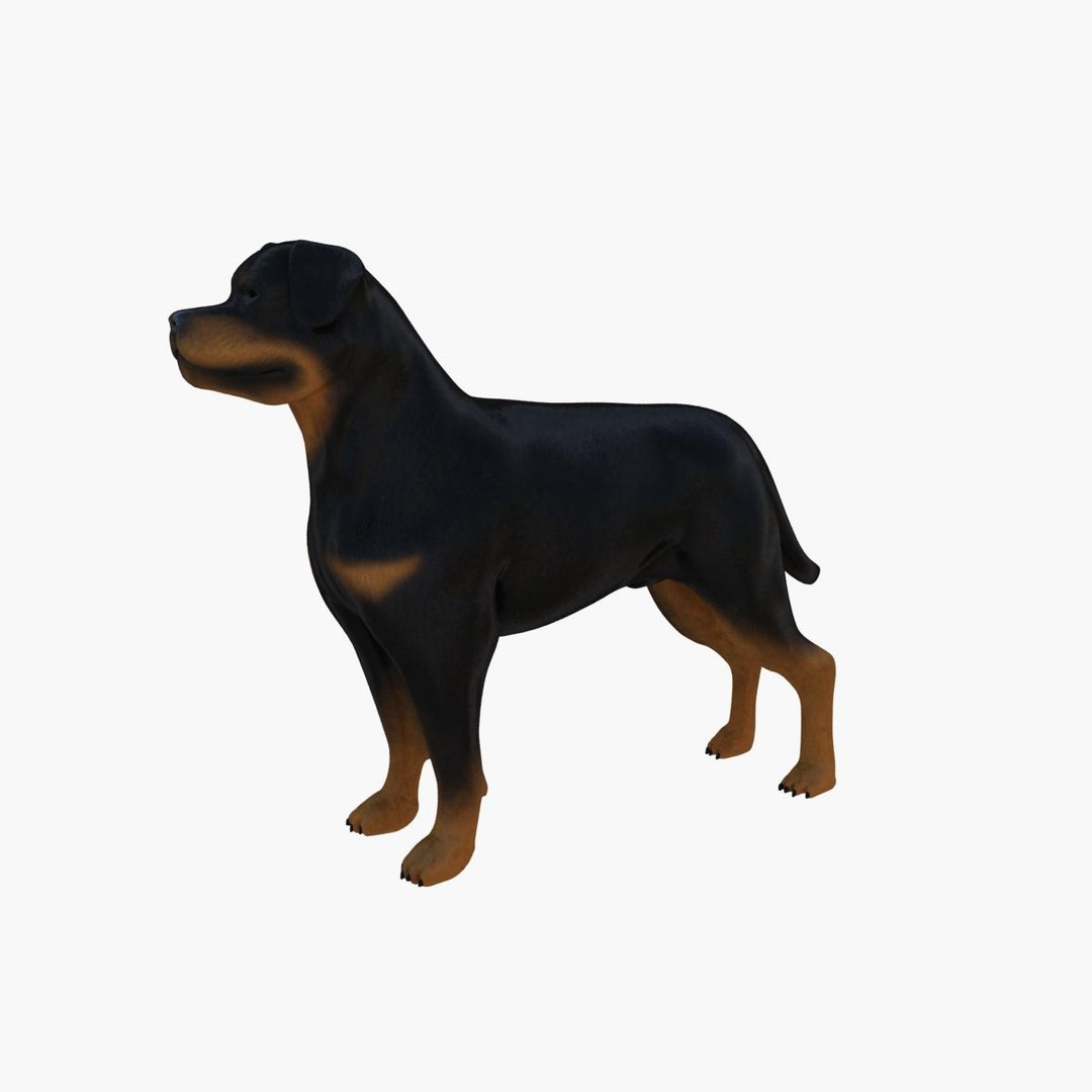 Max rottweiler cheap