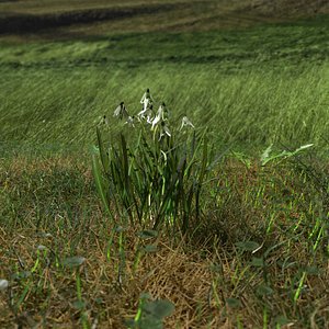 Common Snowdrop Pack