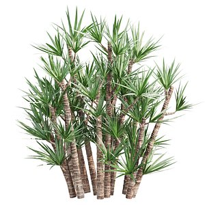 Yucca Plants Vol 430