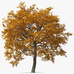 3D walnut tree nut
