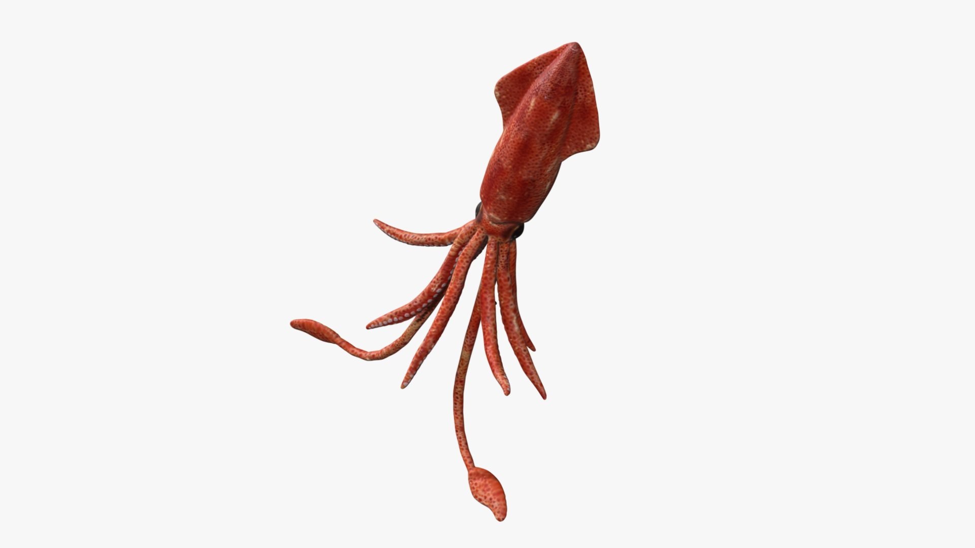 Rigged Squid 3D Model - TurboSquid 1780325