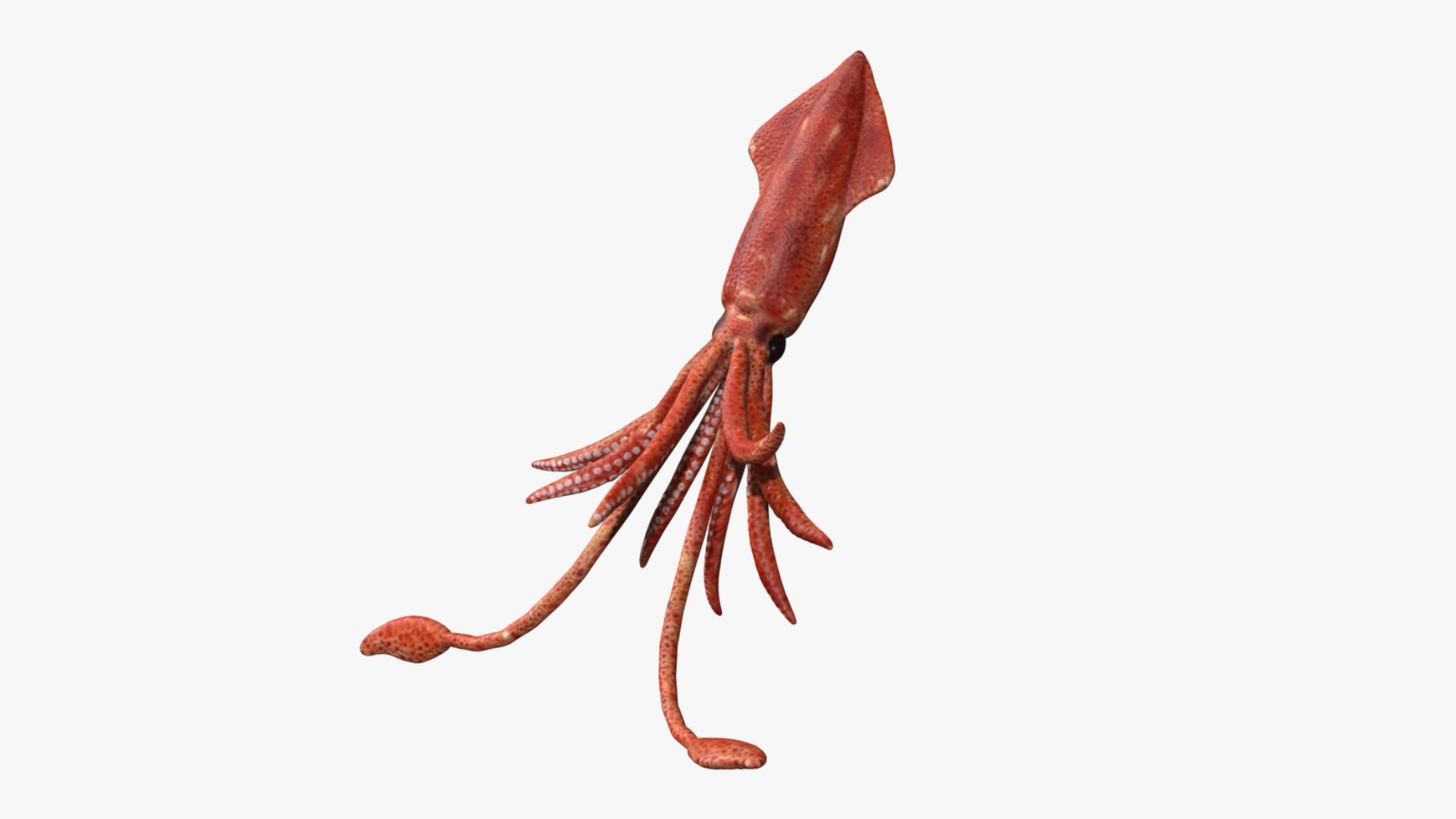 Rigged Squid 3D Model - TurboSquid 1780325