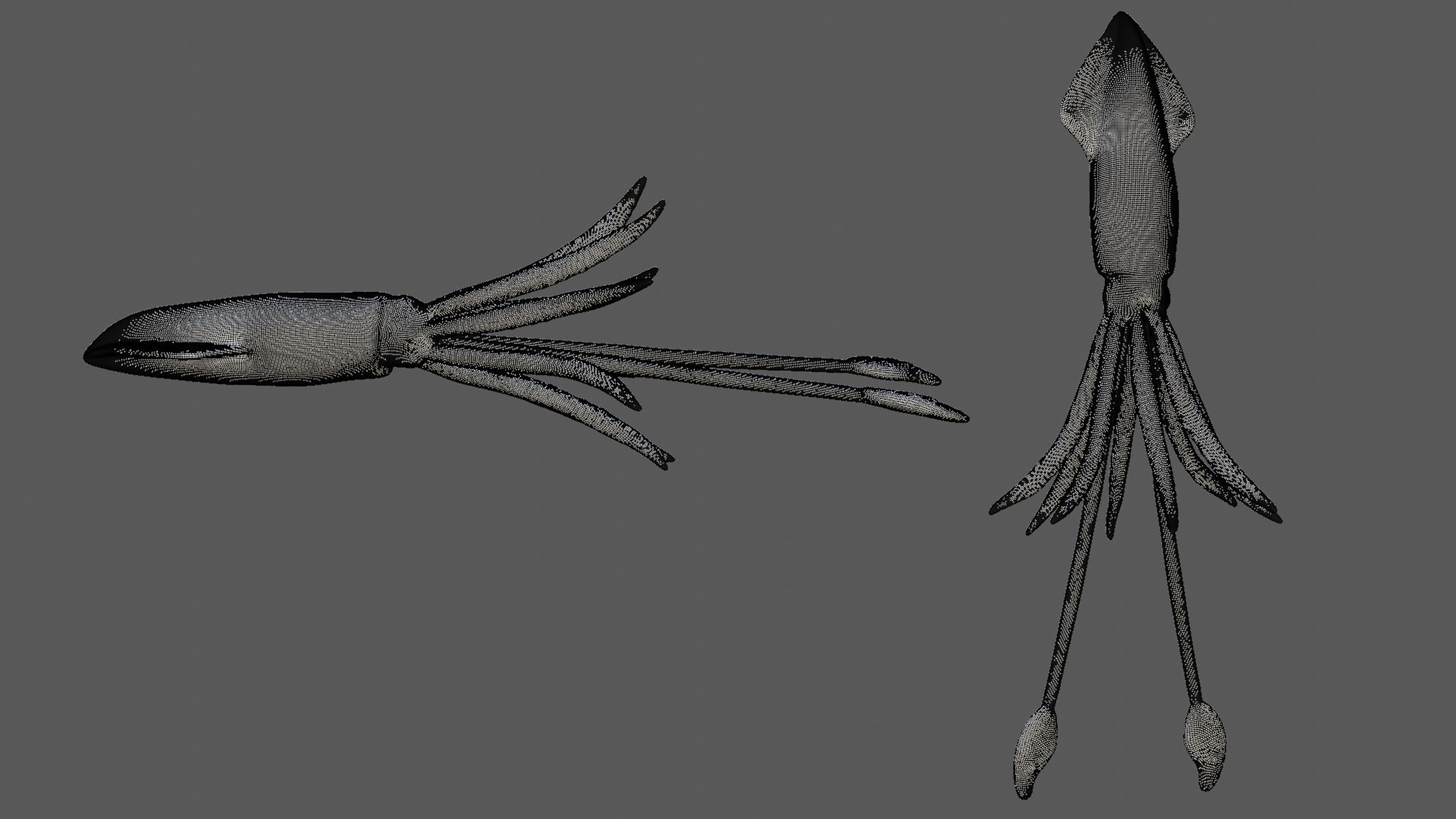 Rigged Squid 3D Model - TurboSquid 1780325