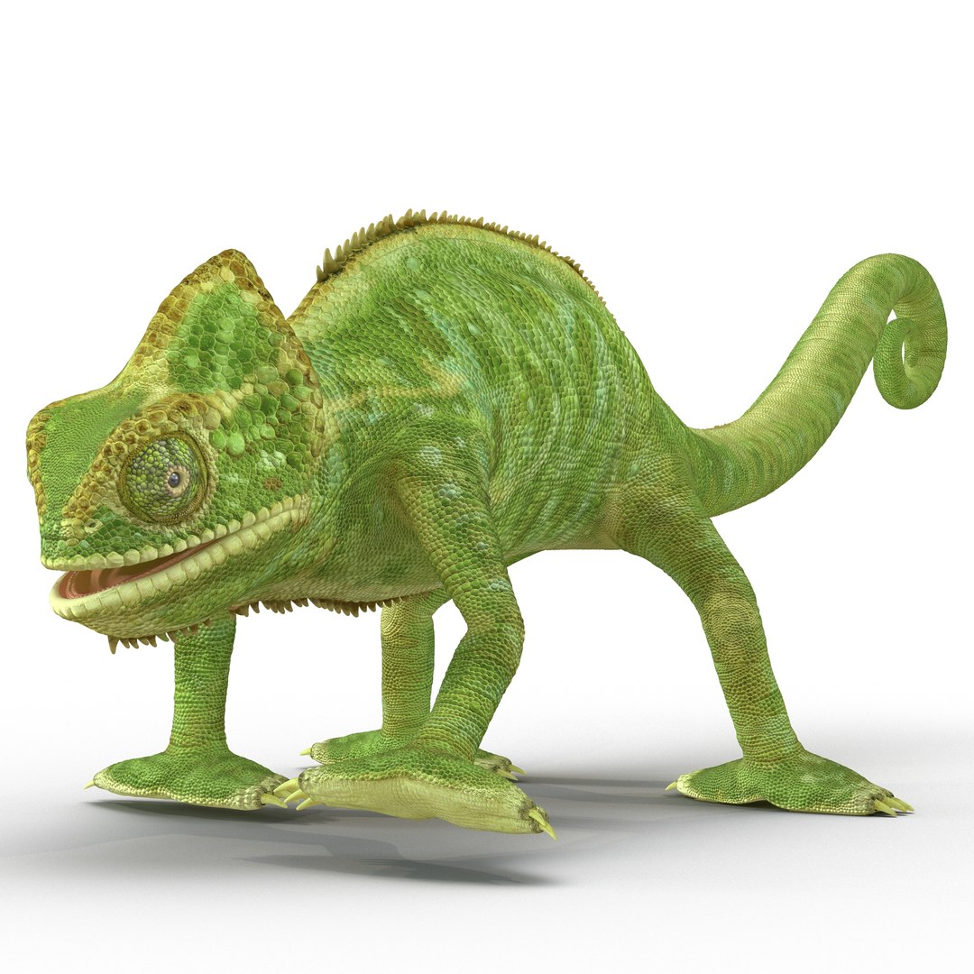 3D Exotic Rigged Pets Collection for Maya https://p.turbosquid.com/ts-thumb/yN/vuiHuZ/Xqa97V9f/chameleonriggedmaya3dmodel01/jpg/1789918959/1920x1080/fit_q87/16adaedda41eef40ad2a893d7dc0ec9b1c3f3ddc/chameleonriggedmaya3dmodel01.jpg