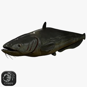 3D model ready catfish