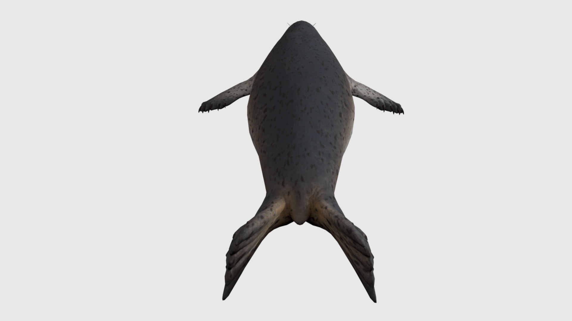 3D Seal Rigged And Animated - TurboSquid 2335784