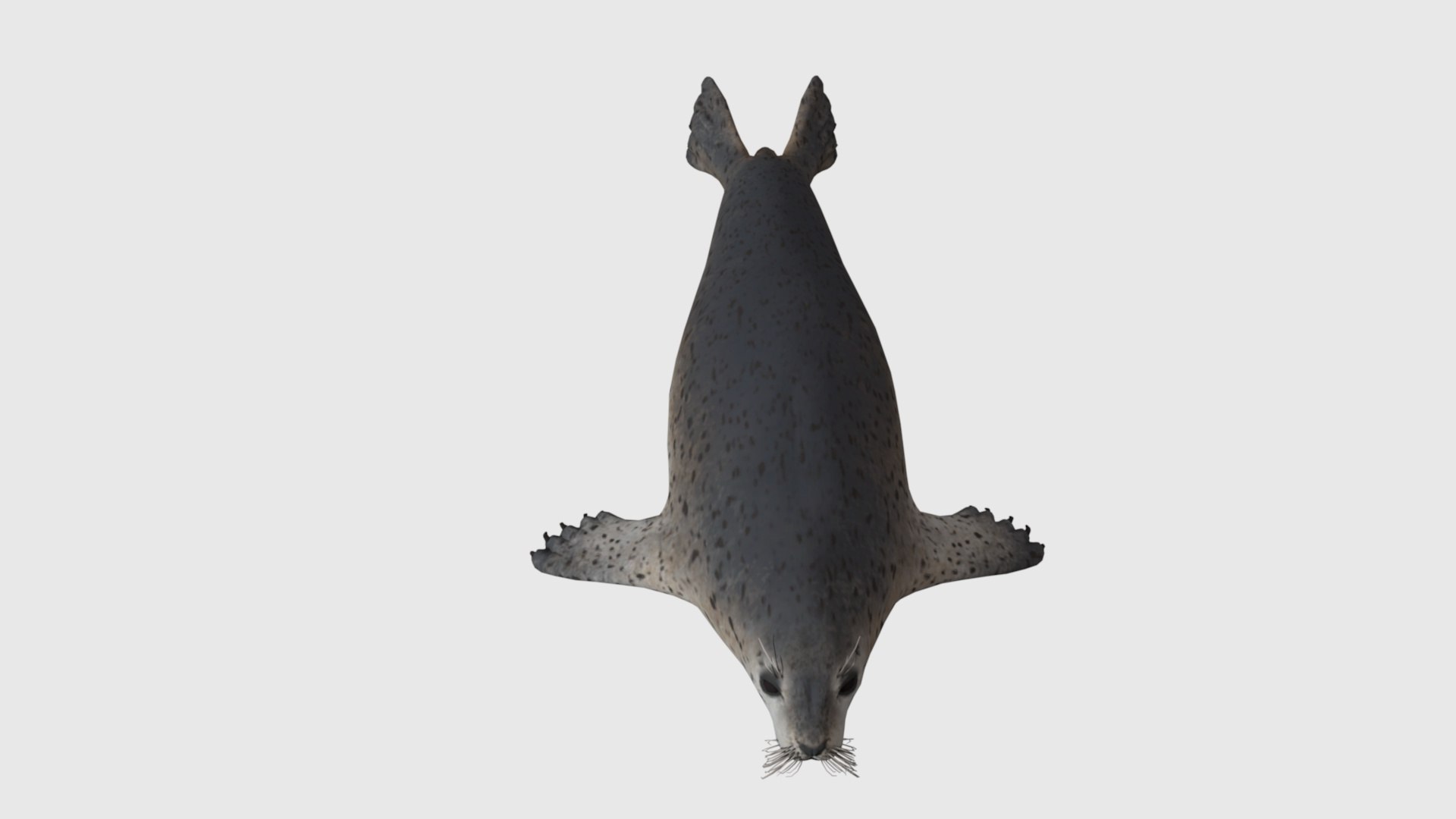 3D Seal Rigged And Animated - TurboSquid 2335784