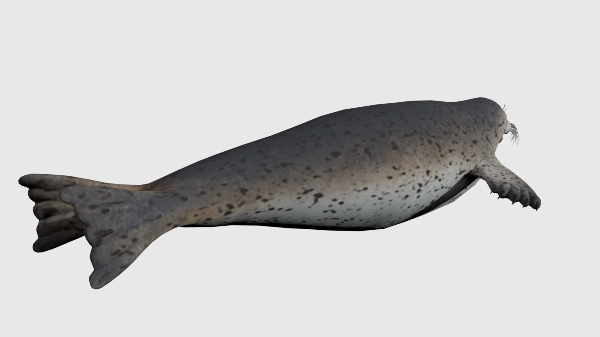 3D Seal Rigged And Animated - TurboSquid 2335784