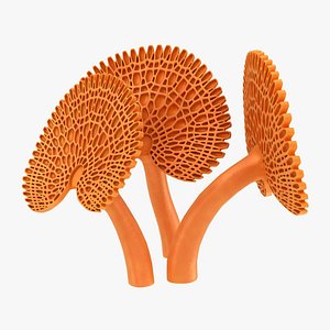 Orange Pore Fungus