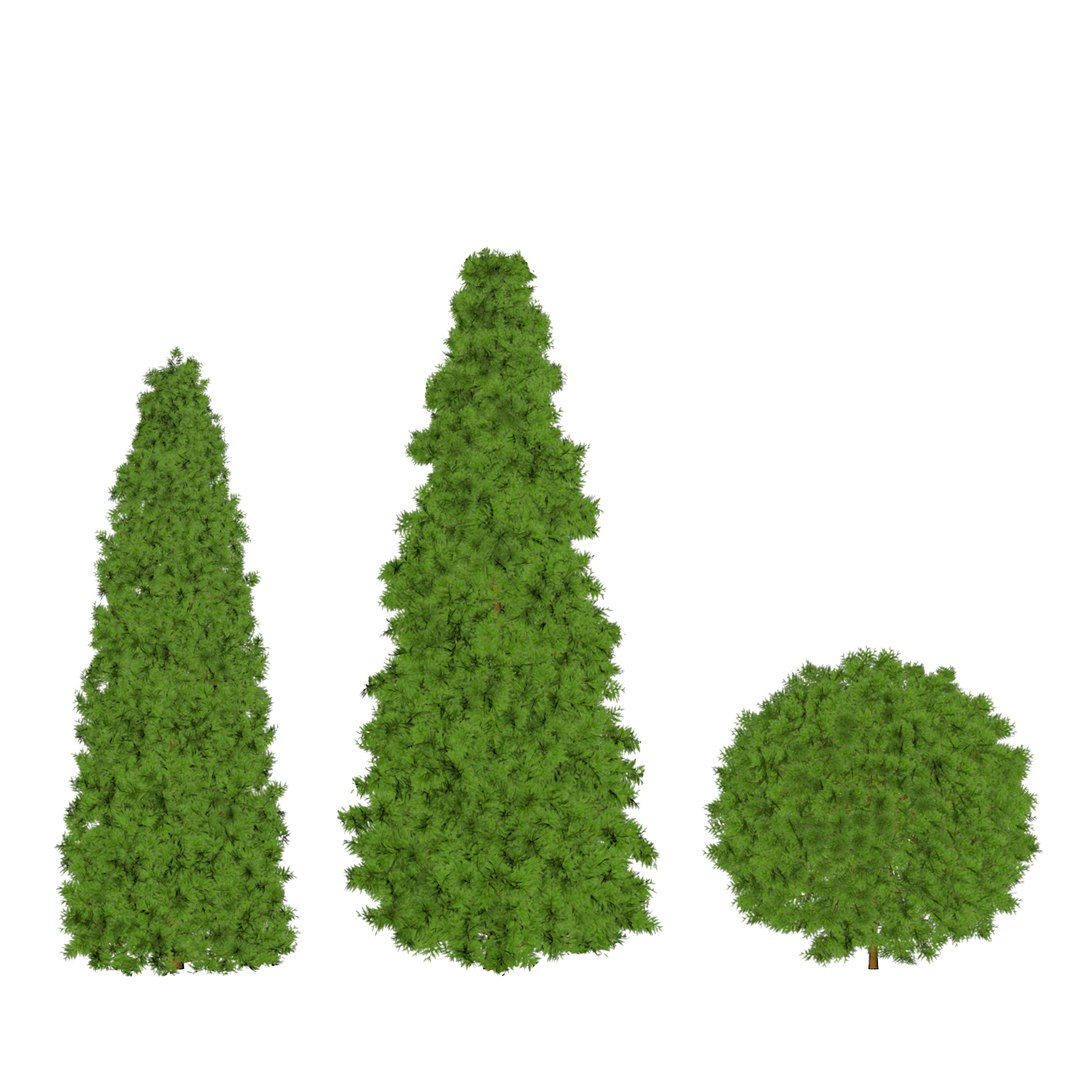 3D Thuja Tree Model - TurboSquid 1671444