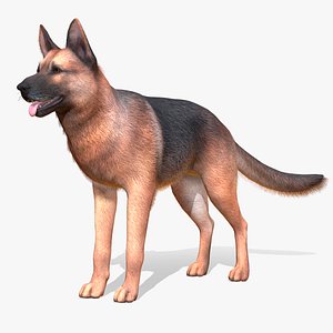 Dog - shepherd 3D model