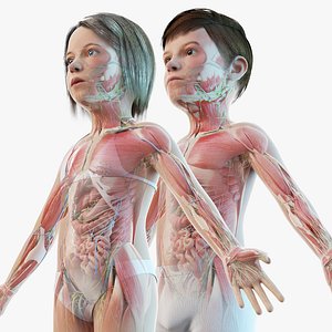3D Full Girl And Boy Kids Anatomy Set Maya Static