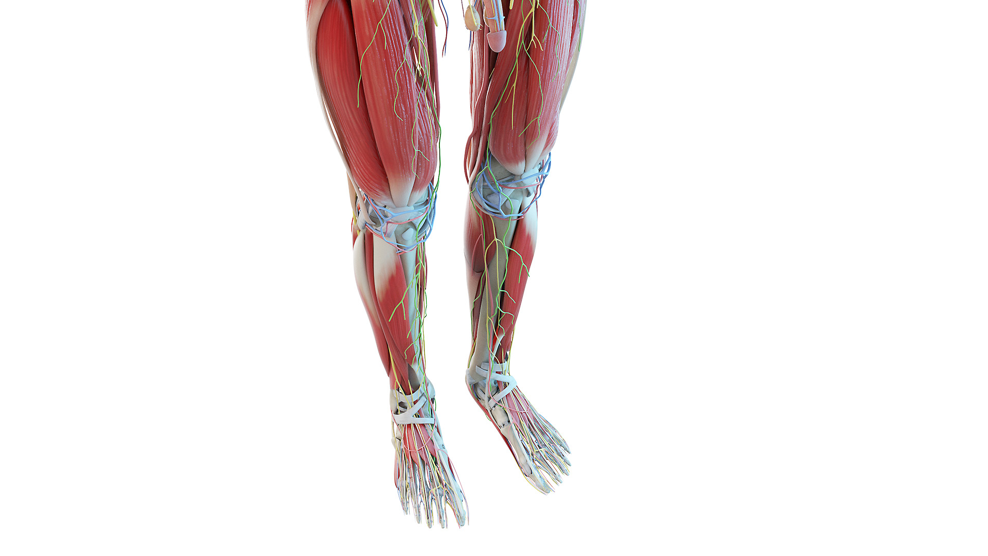 3D Full Girl And Boy Kids Anatomy Set Maya Static - TurboSquid 1727586
