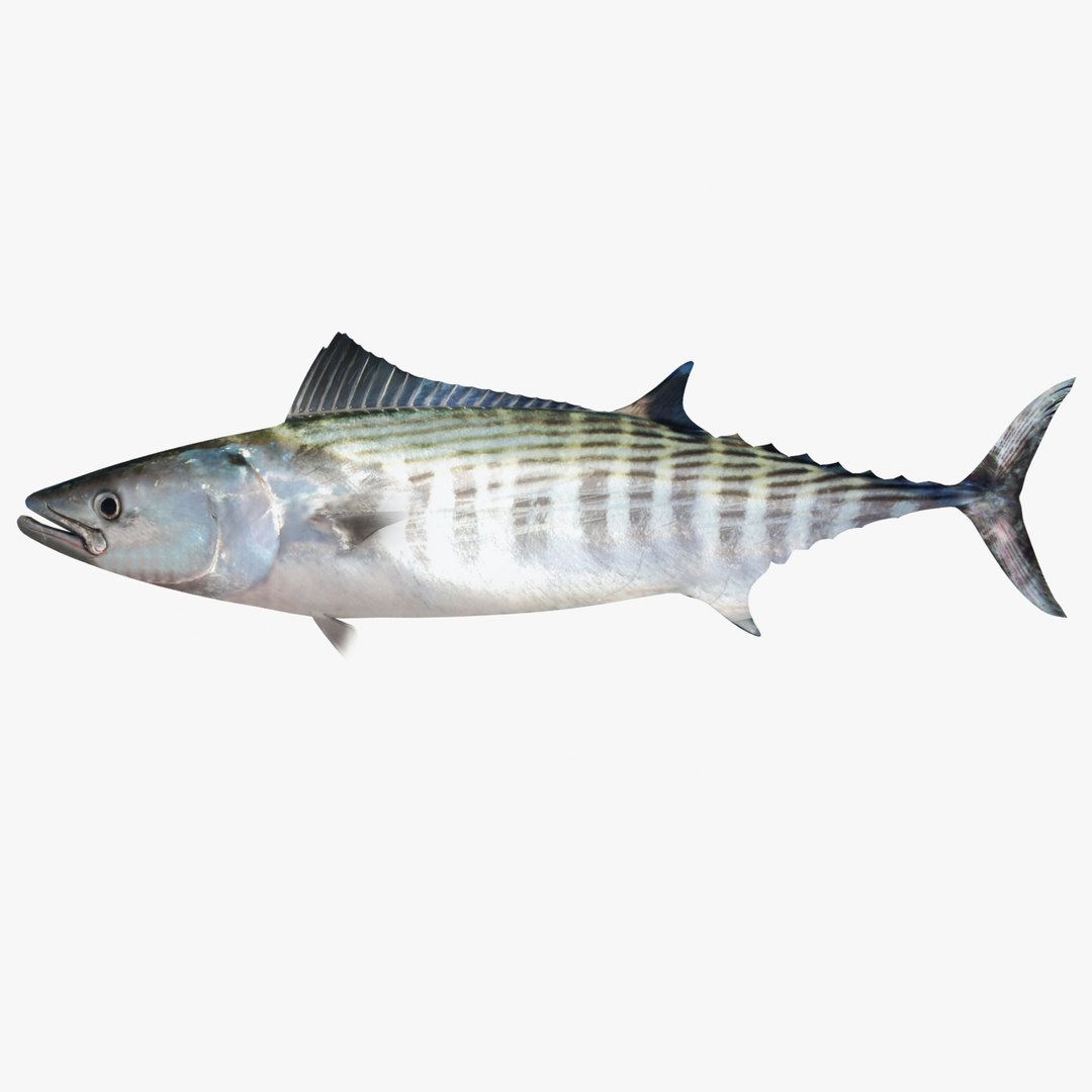 3d fishing amberjack barracuda https://p.turbosquid.com/ts-thumb/yO/RtHaiD/1G8U4GL9/bonitor1/jpg/1385170773/1920x1080/fit_q87/b736812b82e763912262b16aab124507a033c5d3/bonitor1.jpg