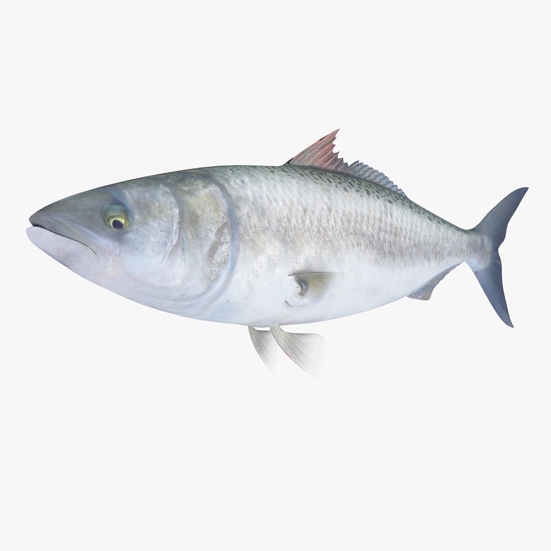 3d fishing amberjack barracuda https://p.turbosquid.com/ts-thumb/yO/RtHaiD/2Ac18Cme/kahawair2/jpg/1385170774/1920x1080/fit_q87/eda4a8b5dbf6d26cb34b0df3fd856529c8f57842/kahawair2.jpg