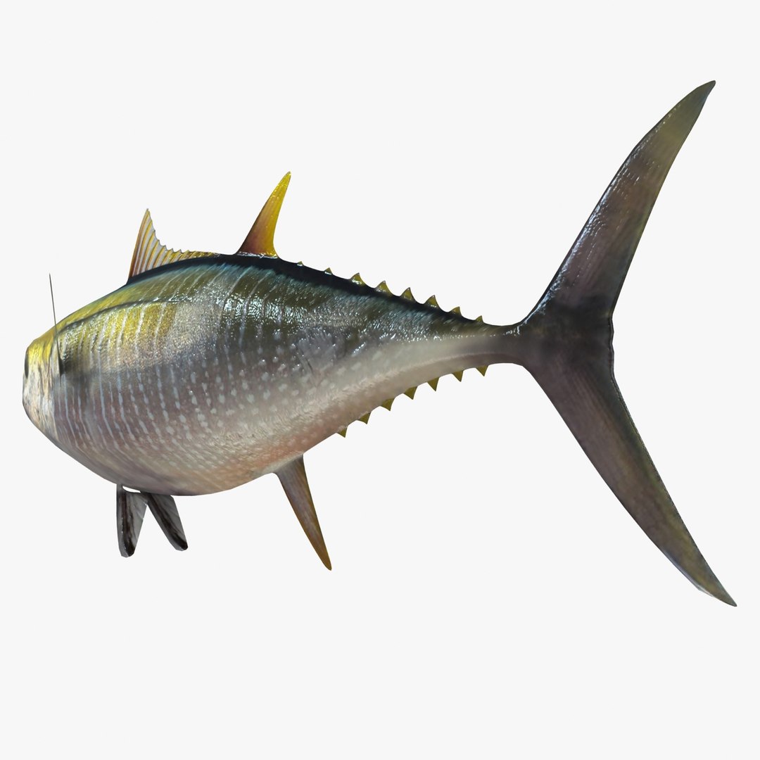 3d fishing amberjack barracuda https://p.turbosquid.com/ts-thumb/yO/RtHaiD/3PJ9VnxJ/yellowtunar3/jpg/1385170776/1920x1080/fit_q87/89718726a85a6e22015caba83520377a43452a6b/yellowtunar3.jpg