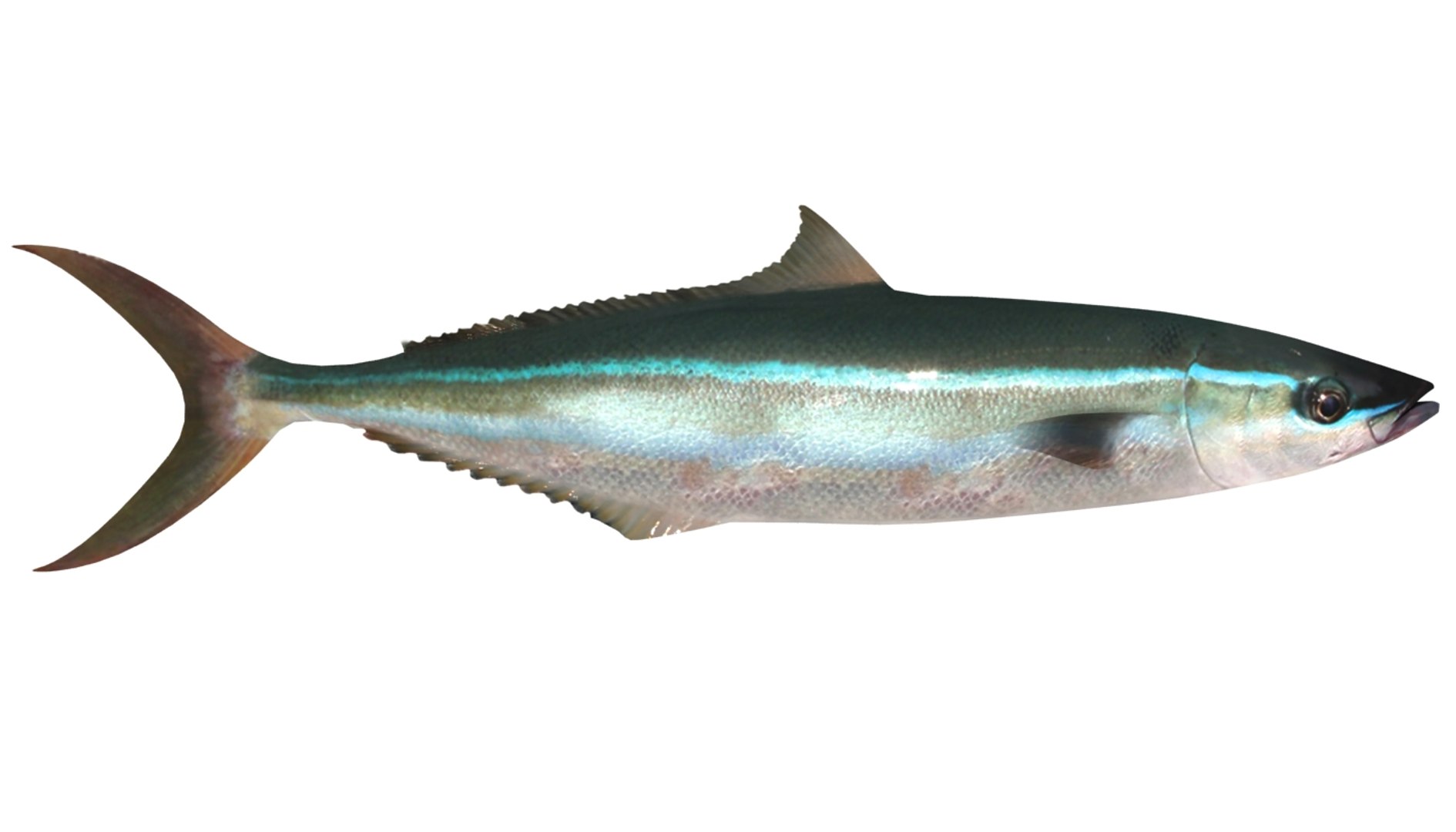 3d fishing amberjack barracuda https://p.turbosquid.com/ts-thumb/yO/RtHaiD/3Sh00hTJ/rr_r3/jpg/1385170775/1920x1080/fit_q87/9d8e3f6b3cd1c6a60cb1567b0fef6a313a9cf91b/rr_r3.jpg