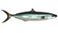 3d fishing amberjack barracuda