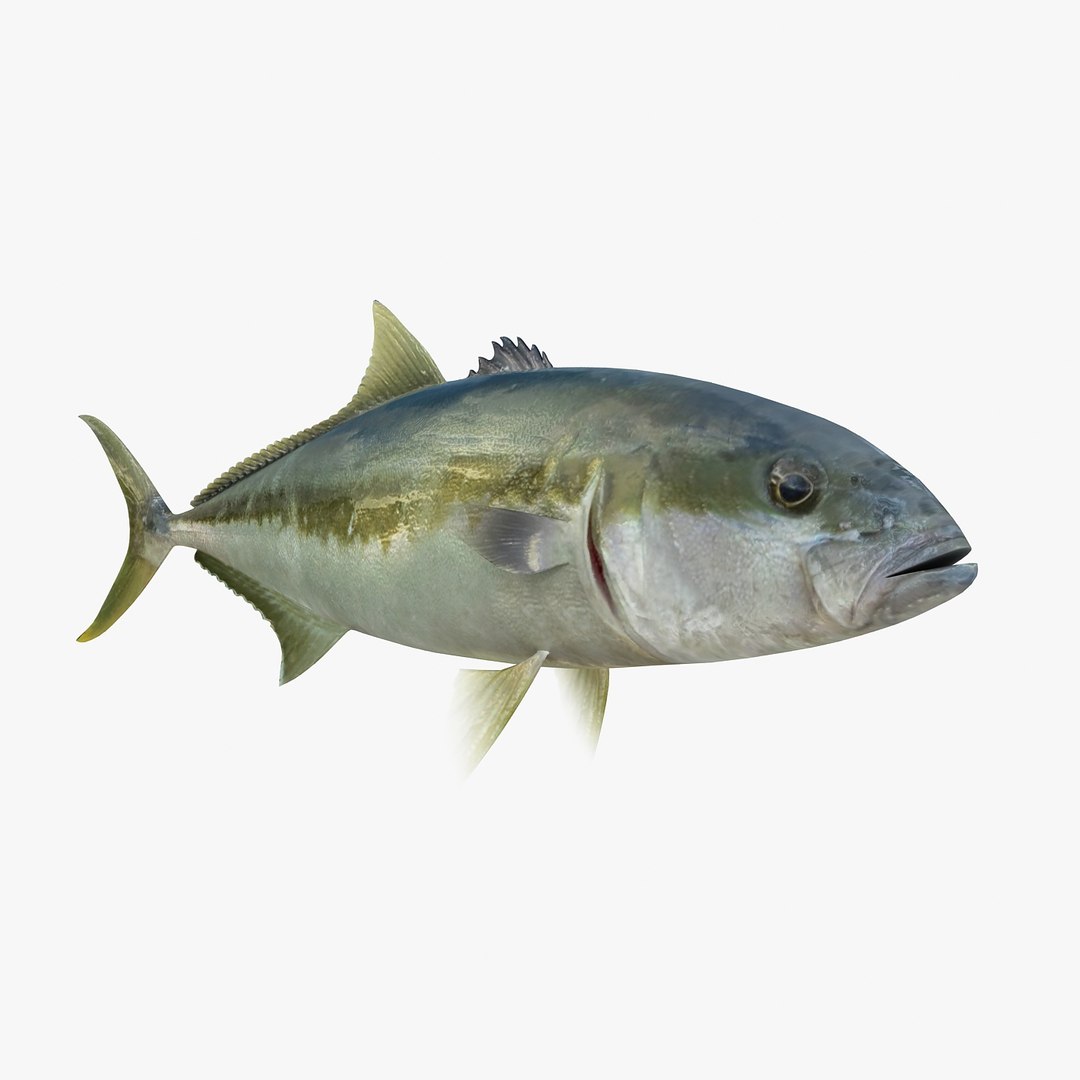 3d fishing amberjack barracuda https://p.turbosquid.com/ts-thumb/yO/RtHaiD/6vQGsdcj/kingfishr2/jpg/1385170775/1920x1080/fit_q87/83c4d65d23fcecb961ed4c7ad2e022376bd1c174/kingfishr2.jpg