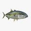 3d fishing amberjack barracuda