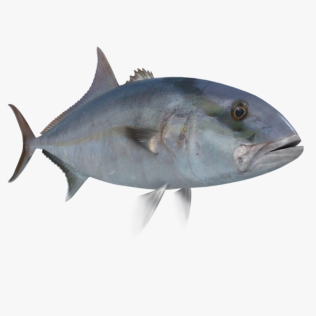3d fishing amberjack barracuda https://p.turbosquid.com/ts-thumb/yO/RtHaiD/Bp1hkDpS/amberjackr2/jpg/1385170772/1920x1080/fit_q87/1790fd3df3854854918ac47ddb81aac95b5d605f/amberjackr2.jpg