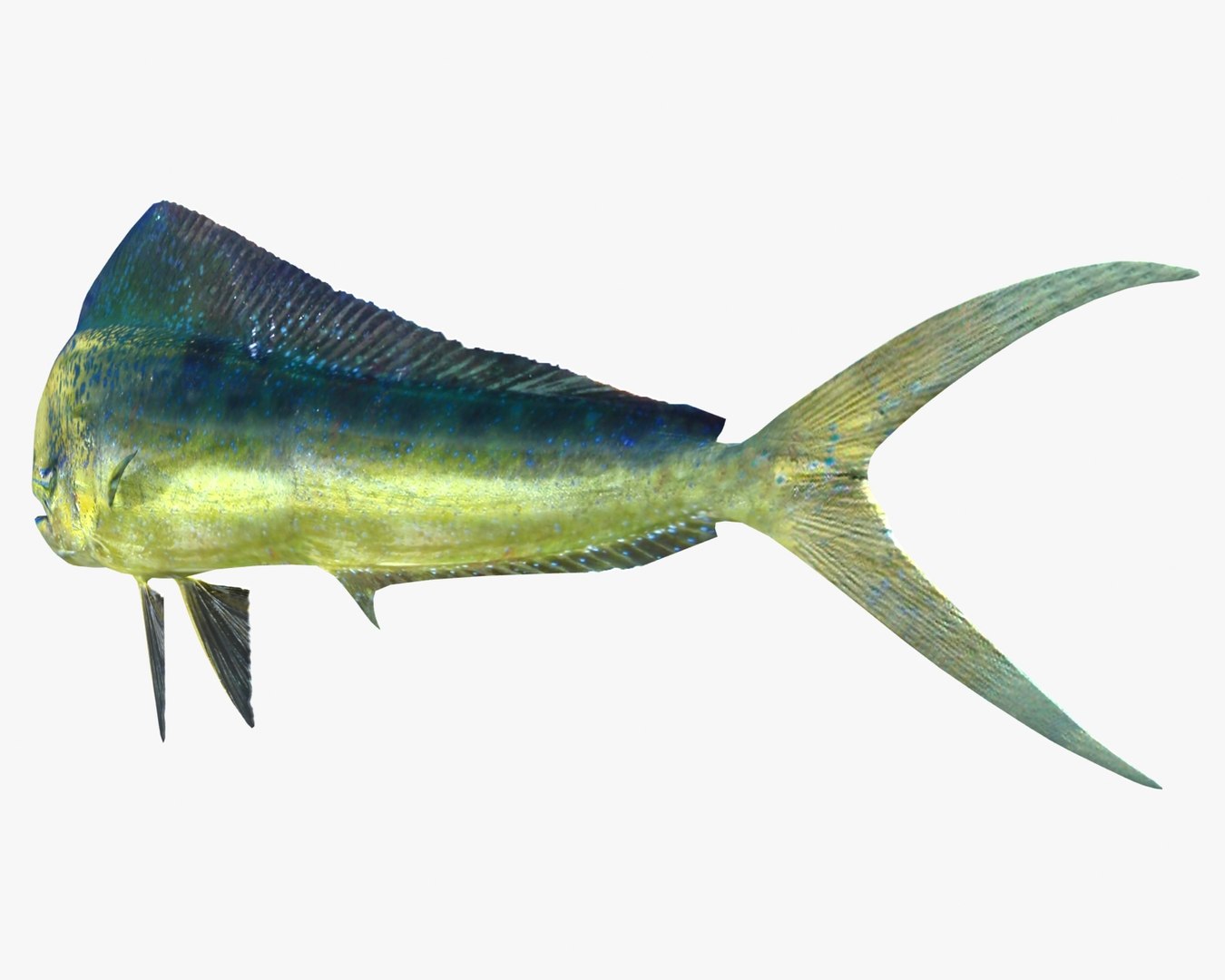 3d fishing amberjack barracuda https://p.turbosquid.com/ts-thumb/yO/RtHaiD/DsoHQwXX/dorado_r3d/jpg/1385170774/1920x1080/fit_q87/6ab6b49706bc65e6a499c9018a4ff2a06bcea778/dorado_r3d.jpg