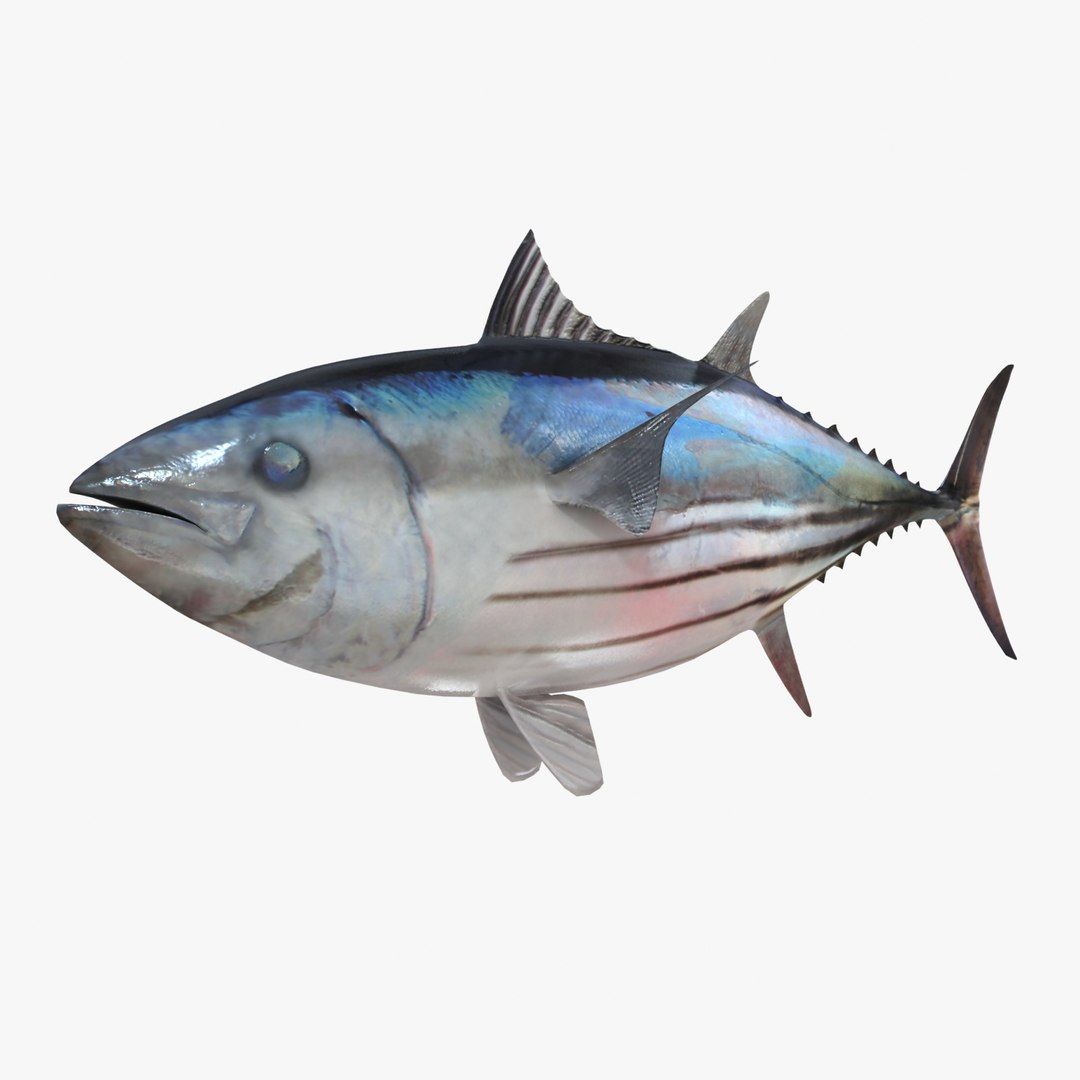 3d fishing amberjack barracuda https://p.turbosquid.com/ts-thumb/yO/RtHaiD/EMBOOTx6/skipjackr2/jpg/1385170776/1920x1080/fit_q87/660076111afcb4ea53b35067e602d402c8925716/skipjackr2.jpg