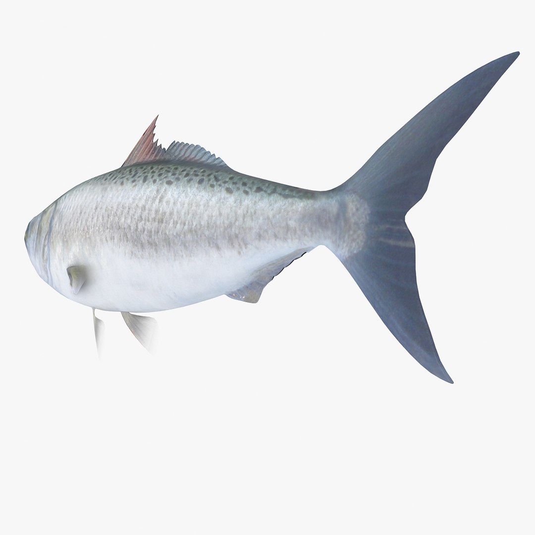 3d fishing amberjack barracuda https://p.turbosquid.com/ts-thumb/yO/RtHaiD/F8PDQeDE/kahawair3/jpg/1385170774/1920x1080/fit_q87/6374c6f6b34e1749997978973bdef61a82a46226/kahawair3.jpg