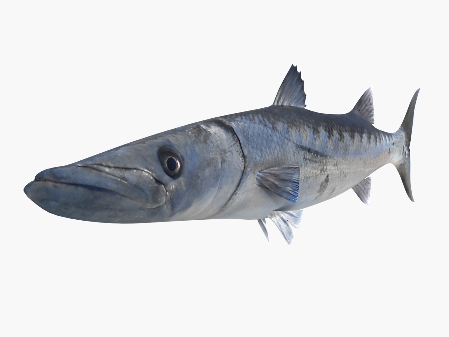 3d fishing amberjack barracuda https://p.turbosquid.com/ts-thumb/yO/RtHaiD/GFblePY9/barracuda_r2/jpg/1385170773/1920x1080/fit_q87/f6970548adebfc4c88dc54278b1dcf32e9a18ce8/barracuda_r2.jpg