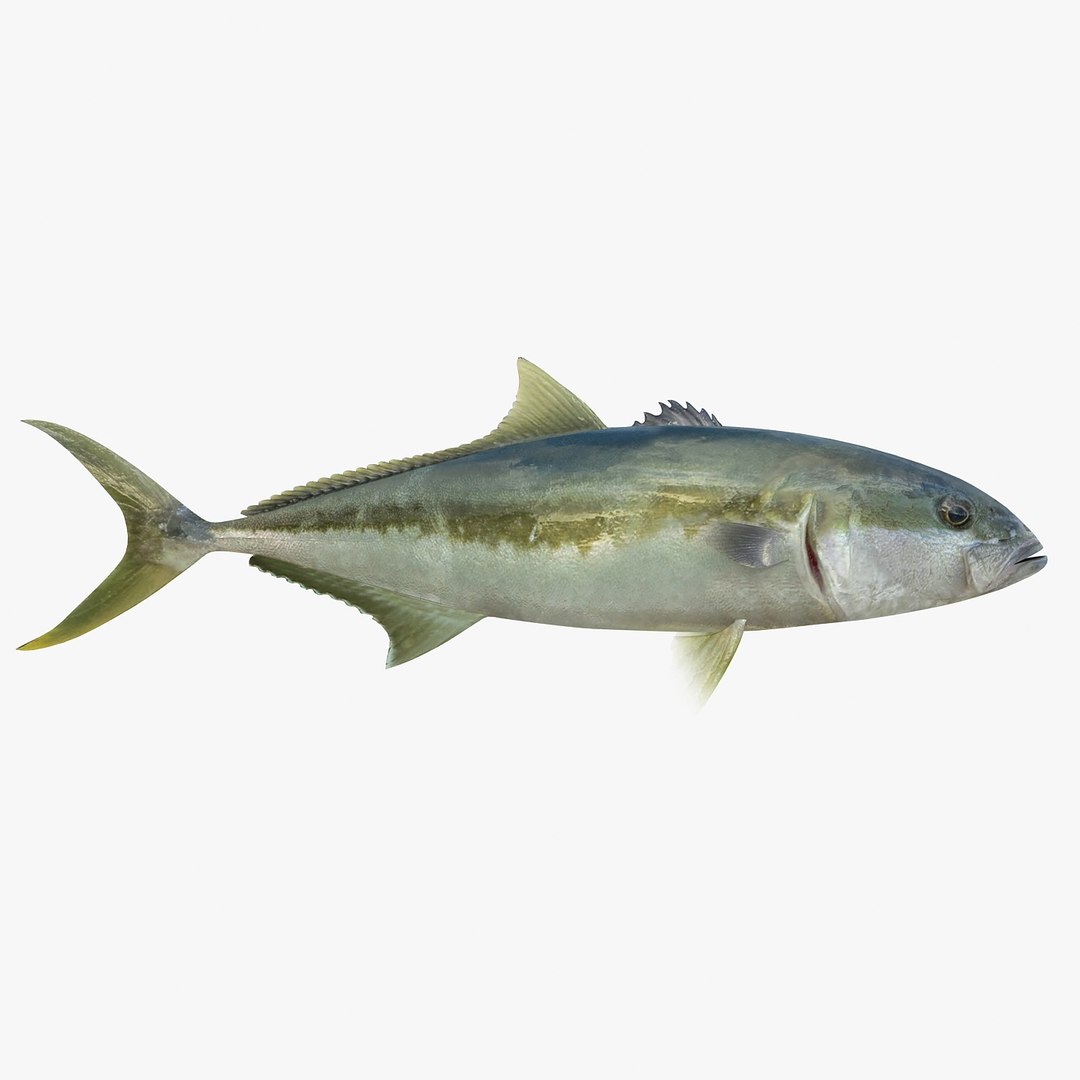 3d fishing amberjack barracuda https://p.turbosquid.com/ts-thumb/yO/RtHaiD/JbNOnIaq/kingfishr1/jpg/1385170774/1920x1080/fit_q87/3fbc03385ad1d953502d481320d869d8fa72ea54/kingfishr1.jpg
