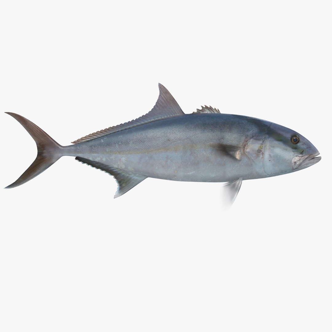 3d fishing amberjack barracuda https://p.turbosquid.com/ts-thumb/yO/RtHaiD/KjAS5zPy/amberjackr1/jpg/1385170772/1920x1080/fit_q87/1f9b4febb97057e58ec90203172c2a6907f67e99/amberjackr1.jpg
