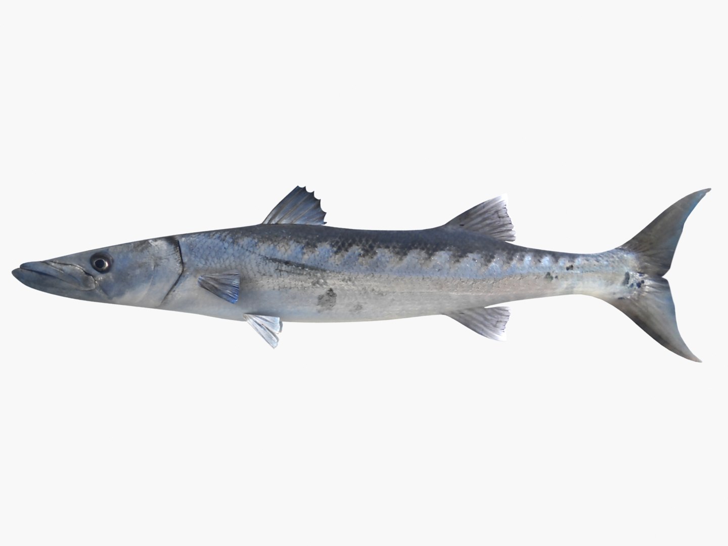 3d fishing amberjack barracuda https://p.turbosquid.com/ts-thumb/yO/RtHaiD/KwrENbkl/barracuda_r1/jpg/1385170773/1920x1080/fit_q87/1b868551d606f2b913ea84d43c1373febae4418c/barracuda_r1.jpg