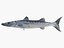 3d fishing amberjack barracuda