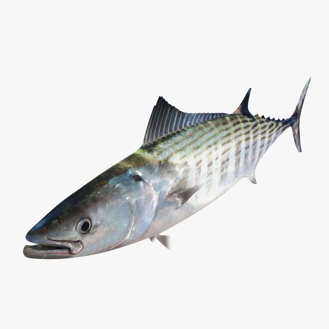 3d fishing amberjack barracuda https://p.turbosquid.com/ts-thumb/yO/RtHaiD/LIC7KMqy/bonitor4/jpg/1385170773/1920x1080/fit_q87/73db42ae4b968c5435d487dba7ba1ebc3c65a645/bonitor4.jpg