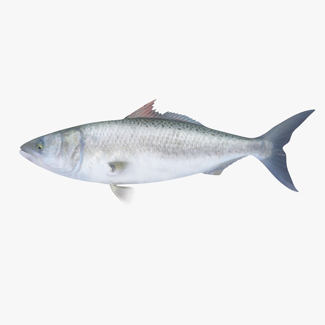 3d fishing amberjack barracuda https://p.turbosquid.com/ts-thumb/yO/RtHaiD/QNmq8wxQ/kahawair1/jpg/1385170774/1920x1080/fit_q87/cd463ca06726ff4e9f16246a62dfd03d383d4982/kahawair1.jpg