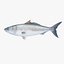 3d fishing amberjack barracuda