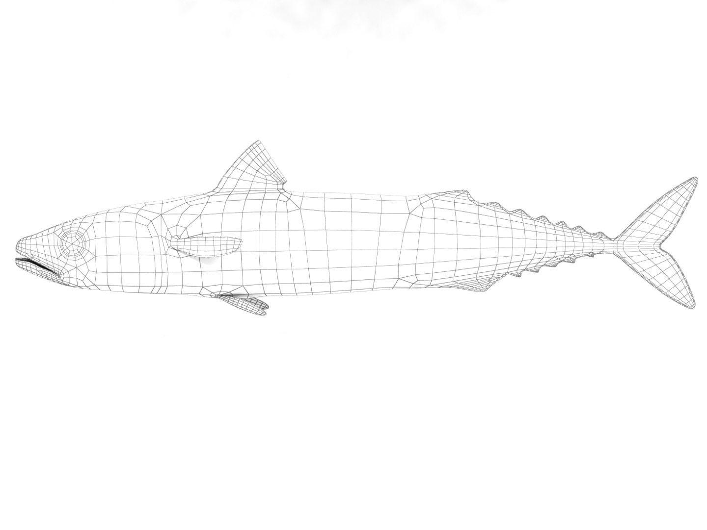3d fishing amberjack barracuda https://p.turbosquid.com/ts-thumb/yO/RtHaiD/Qg0zkaQL/mackerel_r2w/jpg/1385170775/1920x1080/fit_q87/e2c656409183dbc6c61c6f9e8cc8adcaeb3e0193/mackerel_r2w.jpg