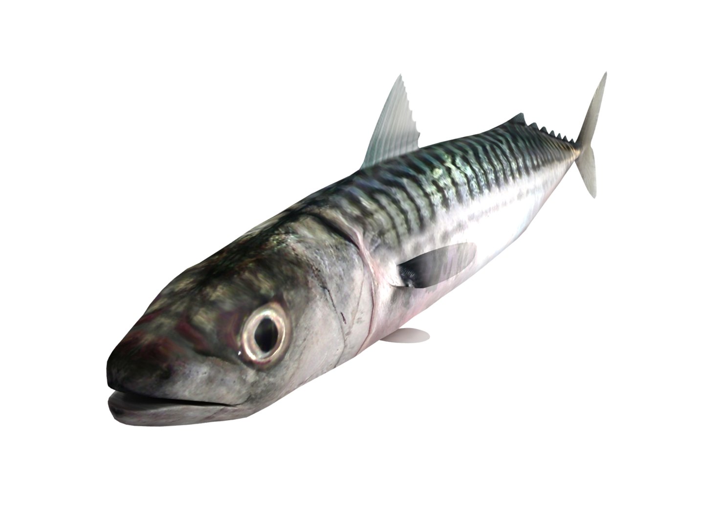 3d fishing amberjack barracuda https://p.turbosquid.com/ts-thumb/yO/RtHaiD/WQwnUCIg/mackerel_r3/jpg/1385170775/1920x1080/fit_q87/91bf3c276fdc03cf8bb28aa2adf30ba7cc148e61/mackerel_r3.jpg